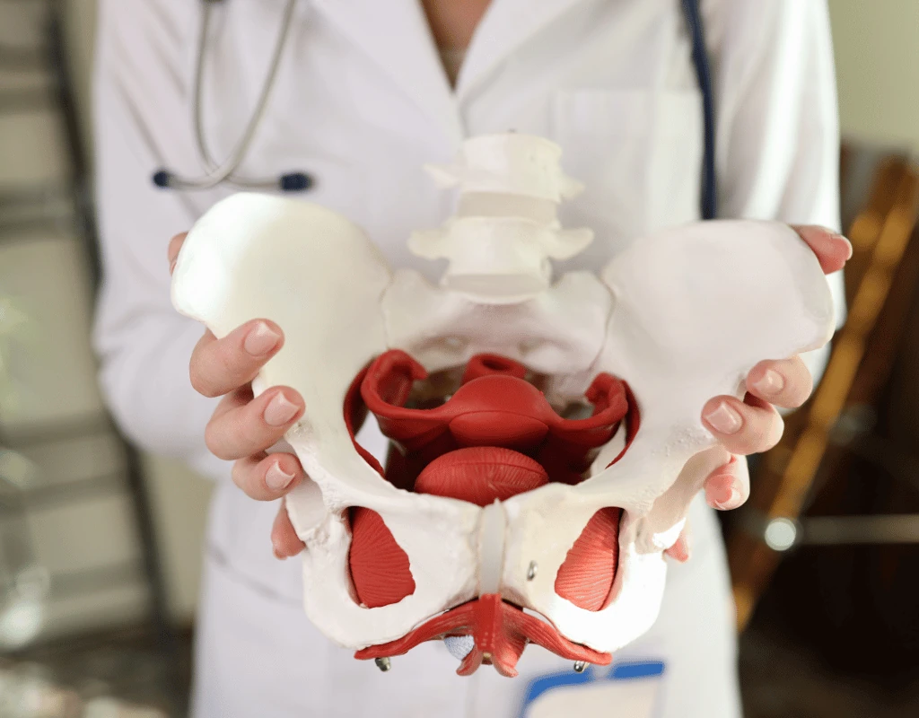 Clinician in a white coat holding an anatomical model of the pelvis and pelvic floor muscles